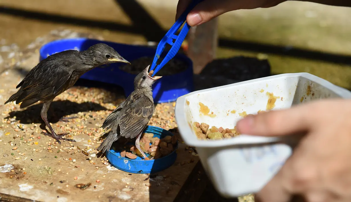 Relawan asosiasi Goupil memberi makan anak burung di Rumah Sakit Margasatwa di Laroque, Prancis, Selasa (9/7/2019). Goupil merawat ratusan hewan terdampak gelombang panas yang melanda Prancis dan Eropa sejak akhir Juni. (SYLVAIN THOMAS/AFP)