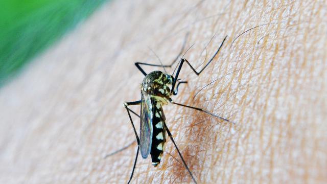 Nyamuk anopheles betina