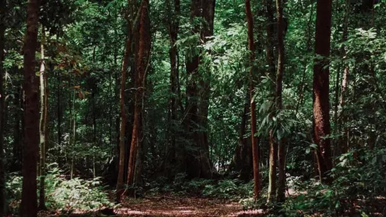 20 Juta Hektare Hutan Dibabat untuk Ketahanan Pangan Perparah Perubahan Iklim, ini Solusi Alternatifnya