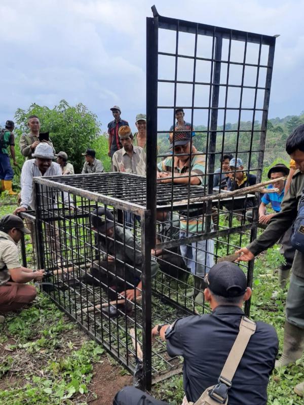 Trap Box yang dipasang untuk menjerat Harimau Sumatra di Kabupaten Muara Enim Sumsel (Dok. Humas Pemprov Sumsel / Nefri Inge)