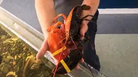Lobster super langka dengan dua warna. (Maine Coastal for Fisheries Facebook)