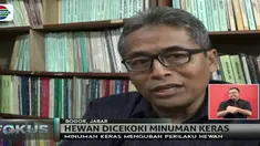 Peneliti IPB menyatakan minuman miras yang diberikan pada hewan di Taman Safari Indonesia dapat mengubah perilaku secara permanen.