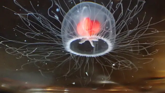 Turritopsis Dohrnii