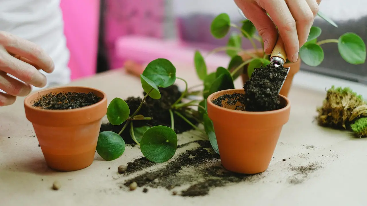 Gardening
