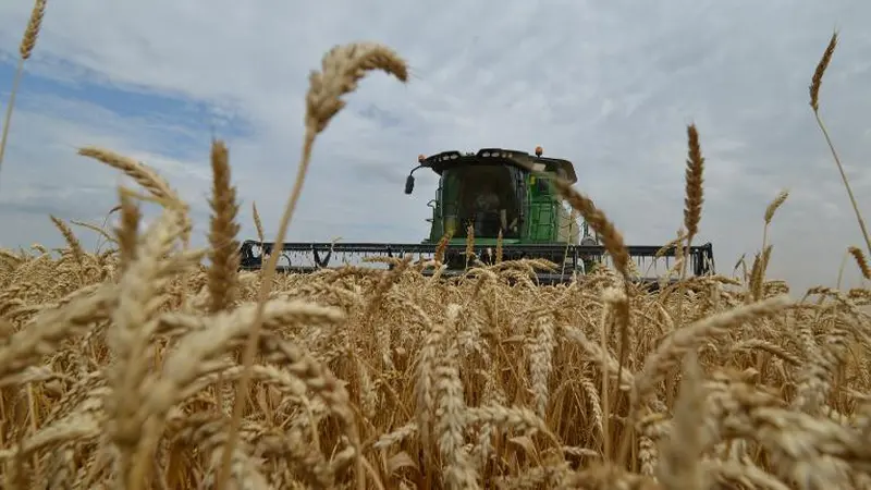 Ilustrasi tanaman gandum (AFP/Danil Semyonov)