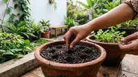 Cara Menanam Ketumbar dari Biji di Rumah, Mudah Tumbuh Meski Hanya Pakai Pot Kecil