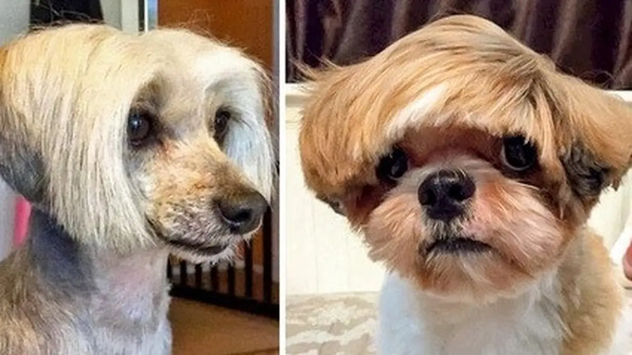 rambut anjing unik