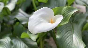 Mengenal 6 Jenis Anthurium Yang Indah Dan Populer Salah Satunya Bunga Gelombang Cinta Lifestyle Fimela Com
