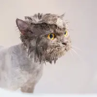 Ilustrasi mimpi mandiin kucing/Copyright pexels/Karin Chantanaprayura