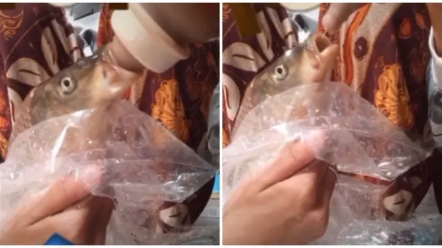 Viral Ikan Diberi Susu Bak Anak Sendiri, Bikin Warganet Ngakak