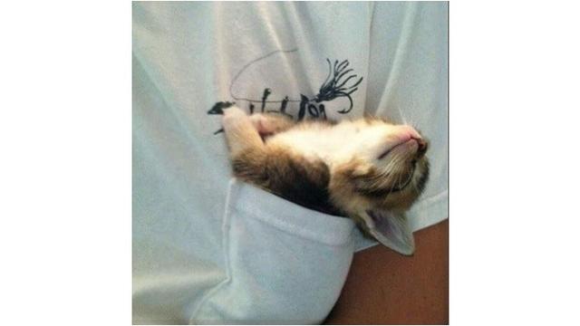 5 Potret Kucing Tidur Di Sembarang Tempat Ini Bikin Gemas Hot