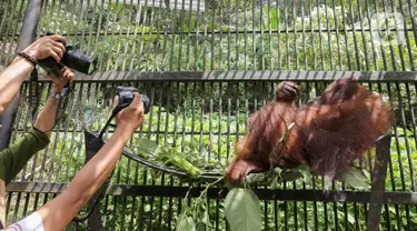 Induk orangutan, Eva memeluk bayi bernama Fitri di Taman Safari Indonesia Cisarua, Bogor, Jawa Barat, Rabu (27/5/2020). Fitri, bayi Orangutan Kalimantan berjenis bertina lahir pada hari Senin (25/5) pukul 05.00 WIB dalam suasana Hari Raya Idul Fitri 1441 H. (Liputan6.com/Fery Pradolo)