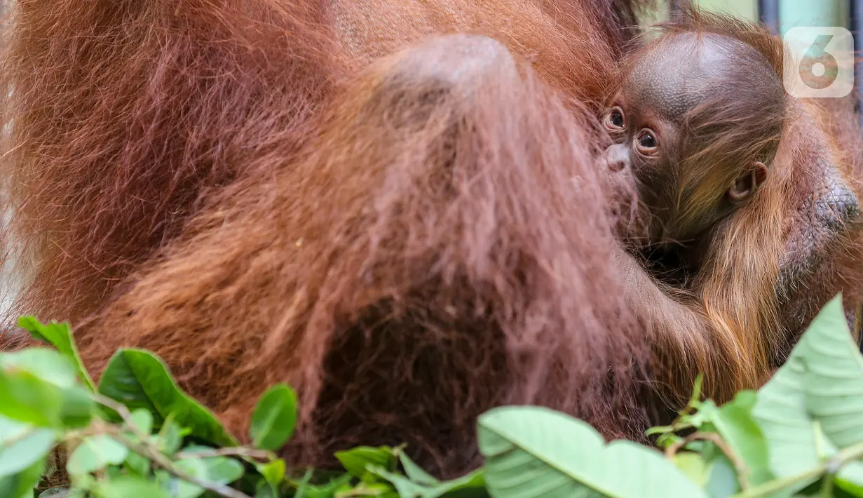 Bayi Orangutan Kalimantan, Fitri saat berada dalam pelukan induknya Eva di Taman Safari Indonesia Cisarua, Bogor, Jawa Barat, Rabu (27/5/2020). Fitri, bayi orangutan berjenis bertina pemberian nama dari Menteri LHK Siti Nurbaya lahir pada hari Senin (25/5) pukul 05.00 WIB (Liputan6.com/Fery Pradolo)