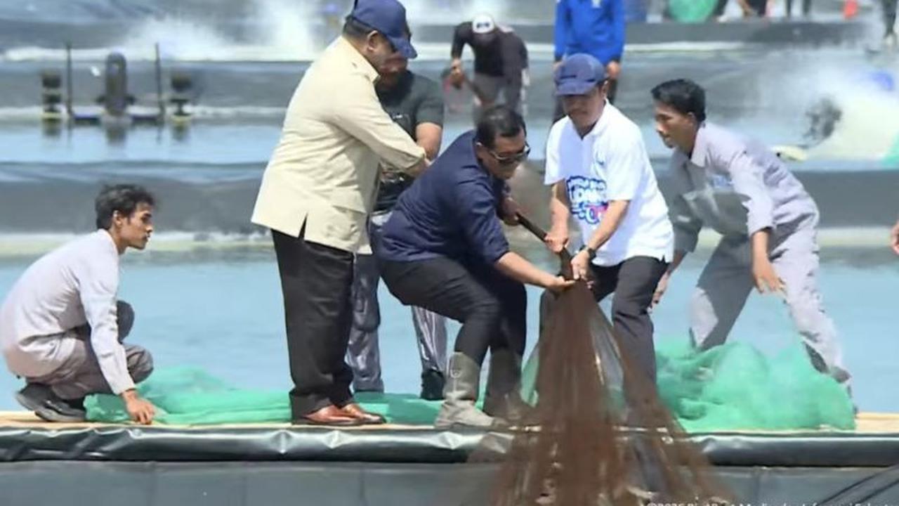 Presiden Prabowo Tinjau Panen Raya Udang Kebumen, Dorong Modernisasi Budidaya Nasional