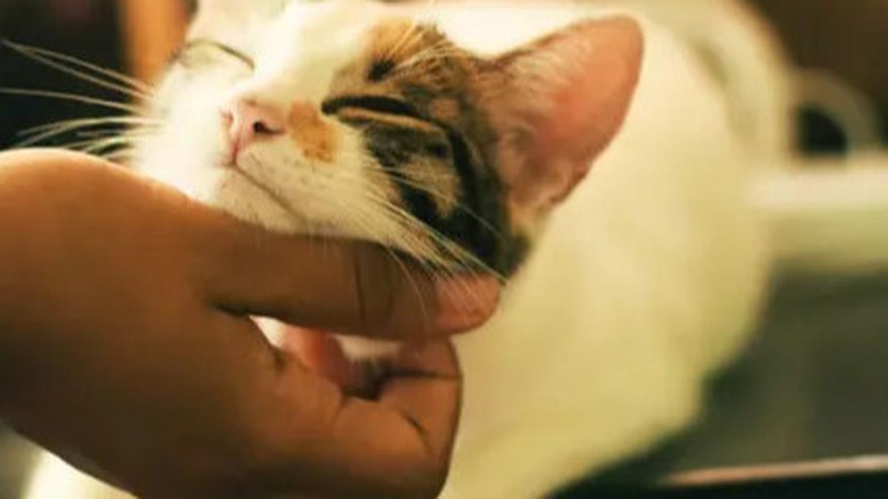 9 Tanda Kucing Rabies, Ketahui Diagnosis hingga Pencegahannya