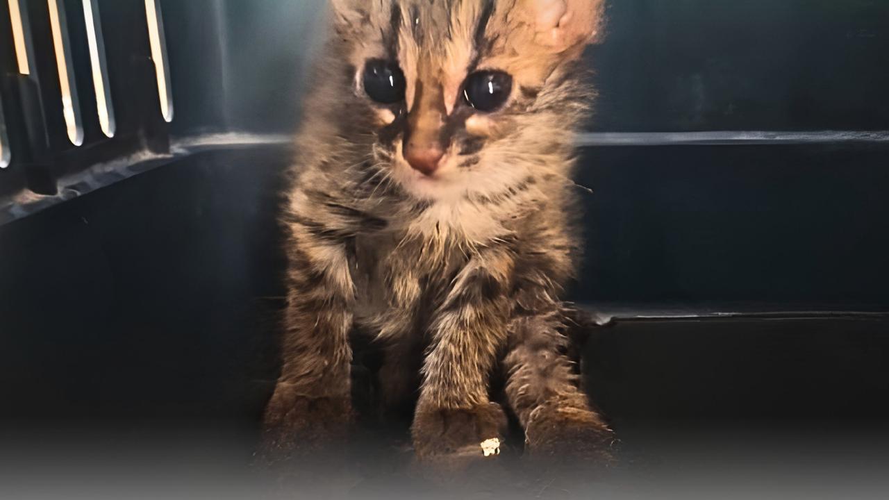 Habibat Hangus Terbakar, Anak Kucing Kuwuk Ditemukan Warga di Sawah