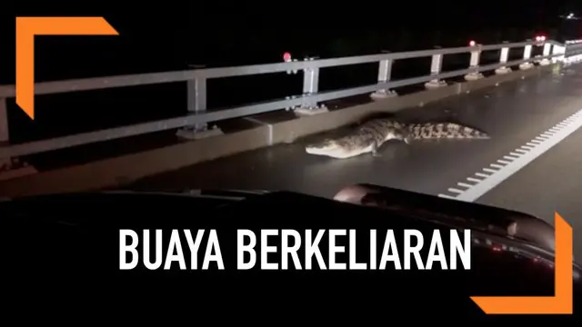 VIDEO: Buaya Berkeliaran di Jalan Usai Banjir Australia