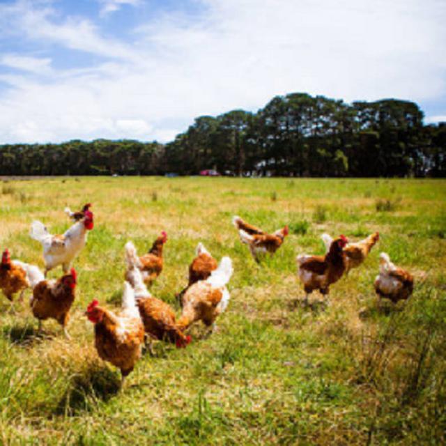 Lirik Lagu Daerah Ayam Den Lapeh : Not Angka Pianika Ayam Den Lapeh