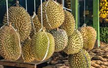 Tak Ingin Bergantung Impor, China Bakal Tanam Durian Sendiri
