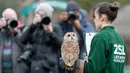 Burung hantu Alberta menoleh saat sensus tahunan di Kebun Binatang ZSL London, Inggris, Kamis (2/1/2020). Kebun Binatang ZSL London melakukan sensus tahunan terhadap lebih dari 500 spesies. (AP Photo/Frank Augstein)