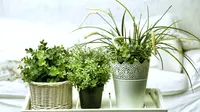 Ilustrasi tanaman hias (sumber: iStockphoto)