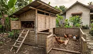 9 Desain Kandang Ayam Petelur dari Bambu Bekas, Sederhana tapi Fungsional
