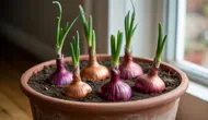 Cara Menanam Bawang Merah di Pot untuk Pemula, Praktis dan Panen Melimpah