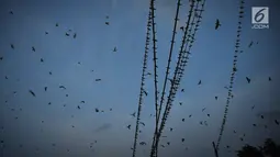 Ribuan burung Layang-layang Api (Hirundo rustica) memenuhi kabel listrik di Jalan Mgr Sugiyopranoto, Semarang, Jumat (4/1). Mereka bermigrasi dari negara sub tropis yakni India, Korea, Jepang dan Australia. (Liputan6.com/Gholib)