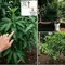 9 Penyebab Pohon Mangga Rajin Berdaun tapi Tidak Mau Berbuah, Kenali Masalahnya