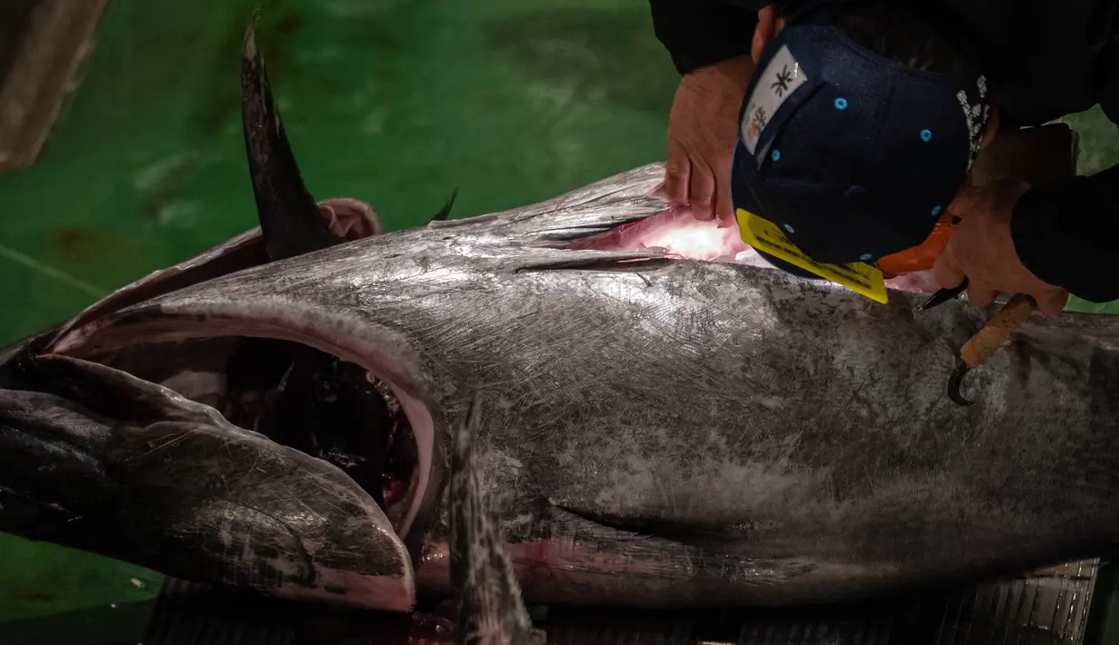 Pedagang grosir memeriksa tuna sirip biru selama pelelangan tuna Tahun Baru di pasar ikan Toyosu di Tokyo, Jepang, Rabu (5/1/2022). Dalam tradisi berbagai jenis ikan tuna berbagai ukuran hingga yang termahal ditampilkan dalam acara lelang Tahun Baru di pasar ikan Toyosu. (Philip FONG / AFP)