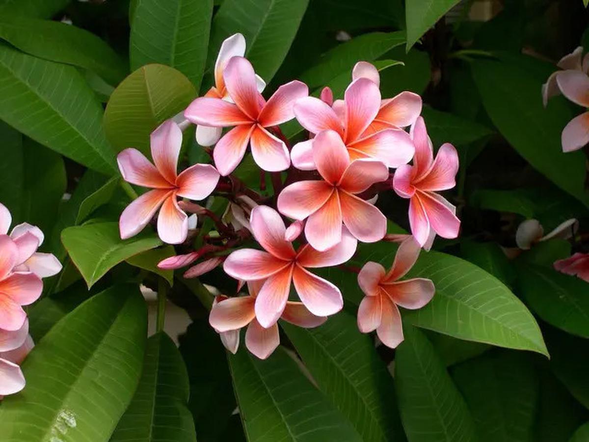 7 Tanaman Balkon Anti Layu, Tetap Cantik Meski Terik Matahari