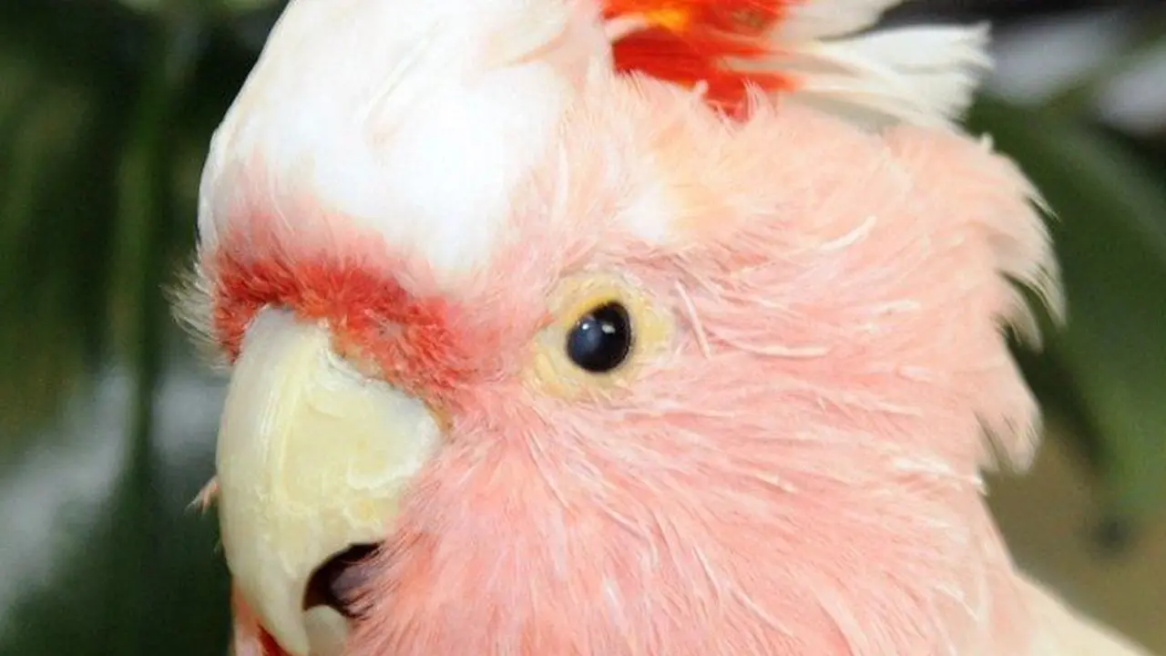 [Bintang] Burung Kakatua