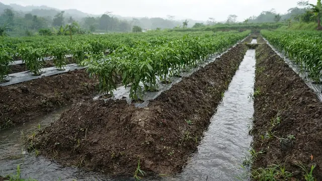 Meninggikan Bedengan Tanaman Cabai