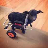 Izzy, anak kambing yang tak punya kaki belakang. (izhe_izzy/Instagram)