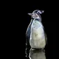 Ilustrasi penguin Humboldt (wikimedia commons)
