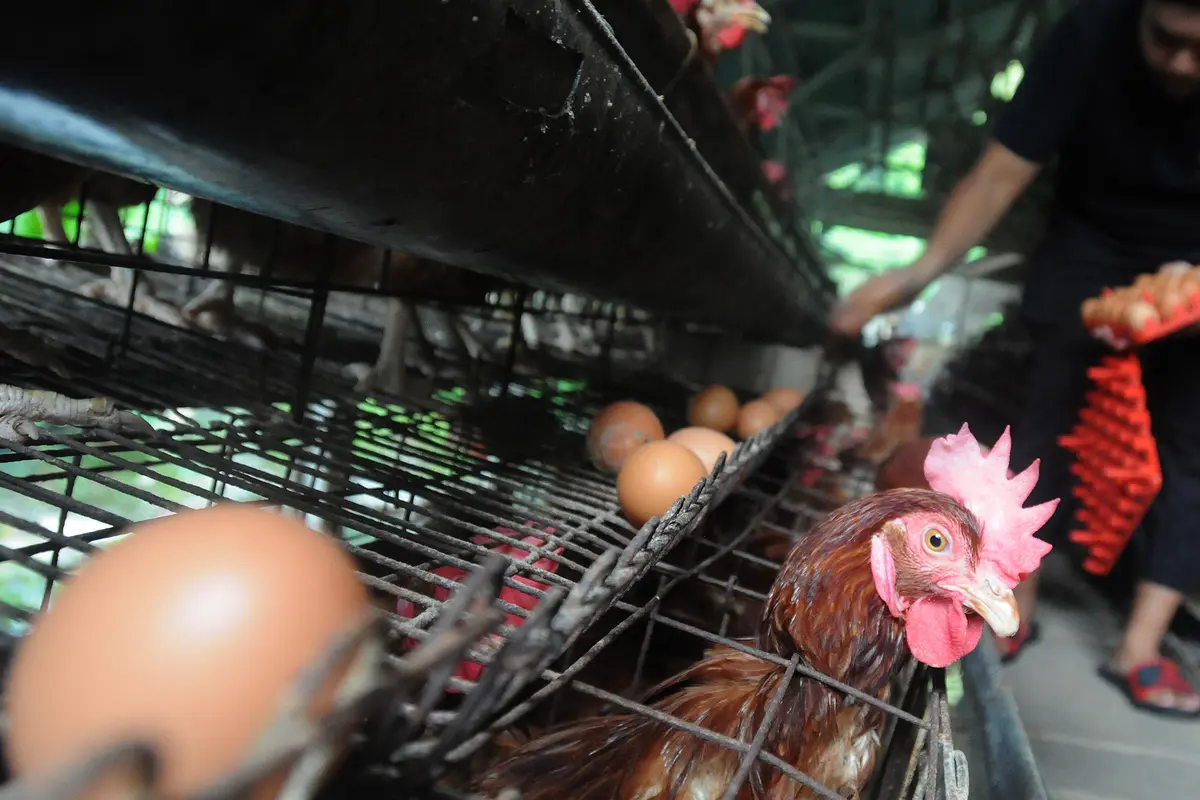 Harga Telur di Tingkat Peternak Mulai Turun