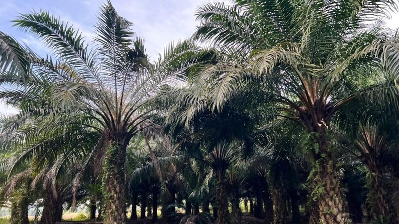 Tahukah Anda? SPKS dan PTPN PalmCo Kolaborasi Dampingi Petani Sawit Akses Program Peremajaan Sawit Rakyat (PSR)