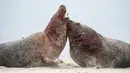 Dua anjing laut abu-abu jantan berusaha saling mengigit sat bertarung di utara Pulau Helgoland, Jerman, (14/12). Pertarungan anjing laut abu-abu jantan banyak dijumpai menjelang musim kawin tiba. (AFP Photo/John MacDougall)