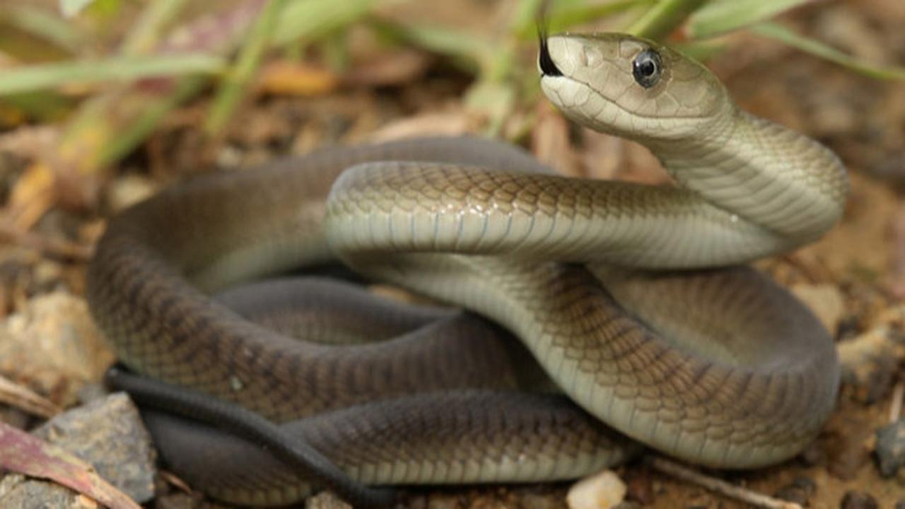 Misteri Ular Black Mamba, Mengapa Dinamakan 'Black' Tapi Tidak Berwarna Hitam?