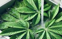 Manfaat Kesehatan yang Luar Biasa dari Daun Singkong, Menguatkan Jantung serta Sistem Imun Tubuh