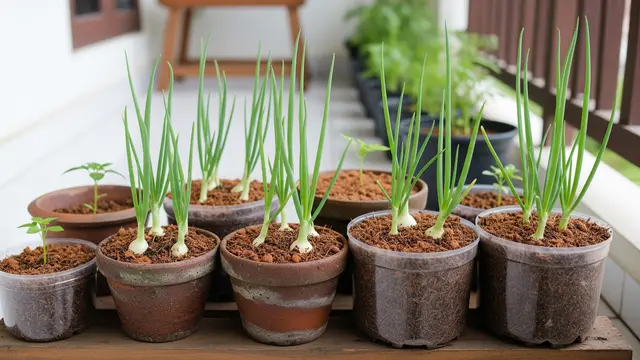 Tanaman Sayur yang Cocok Ditanam di Cocopeat