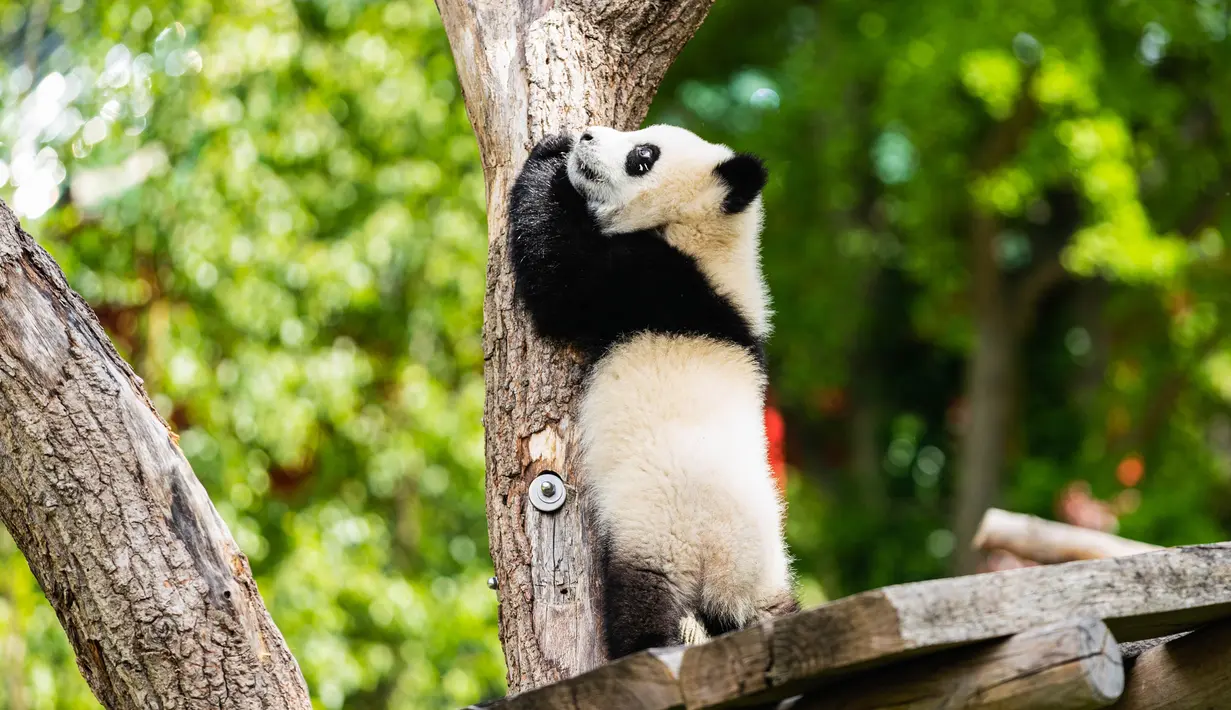 Seekor anak panda raksasa tampak bermain di Kebun Binatang Berlin di Berlin, ibu kota Jerman, pada 28 Mei 2020. Panda "Meng Meng" dan "Jiao Qing" dari China beserta anak kembar mereka "Meng Xiang" dan "Meng Yuan" telah menarik banyak pengunjung meskipun pembatasan masih berlaku. (Xinhua/Binh Truong)