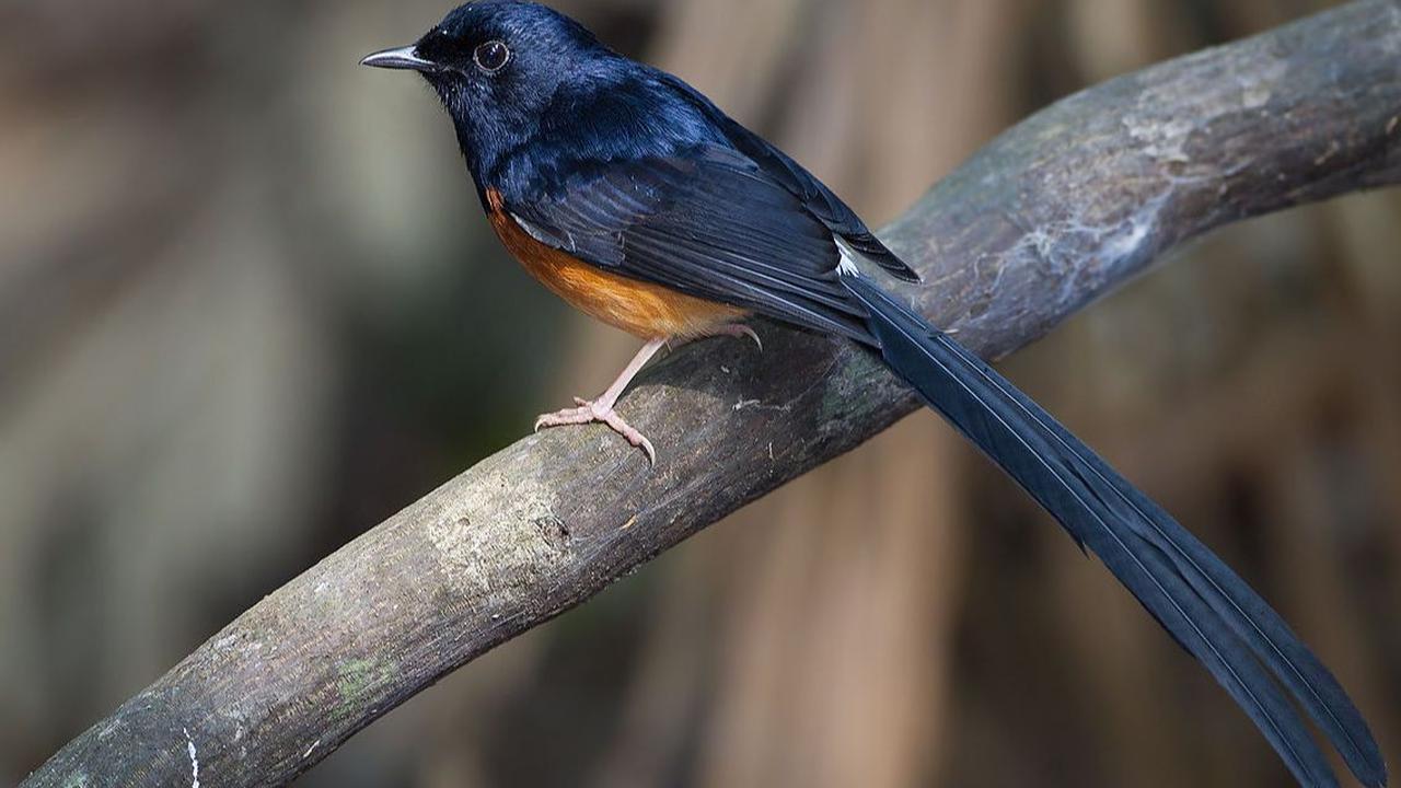 1. Pastikan Kandang Burung Murai Aman dan Nyaman