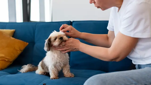 Dog Care