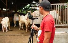 Viral Peternak Kambing Gunakan TikTok untuk Raup Omzet Fantastis