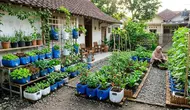 Cara Membuat Kebun Pangan Keluarga dari Galon Bekas, Hemat Belanja Sayur