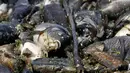 Kondisi ikan mas yang ditemukan mati mengapung di atas permukaan Sungai Eufrat dekat kota Sadat al Hindiya di Irak, Jumat (2/11). Belum diketahui penyebab ribuan ekor ikan mas yang diternak tersebut mati secara massal. (Haidar HAMDANI/AFP)