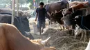 Pedagang memberi makan sapi di pasar menjelang Hari Raya Idul Adha 1438 H di Jakarta, Indonesia, (30/8). Umat Muslim dari seluruh dunia sedang mempersiapkan menyambut Idul Adha 1438 H. (AP Photo / Achmad Ibrahim)