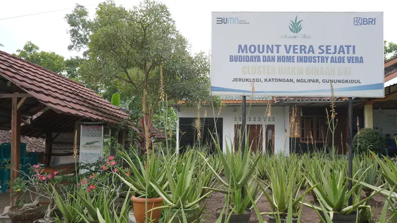 Desa aloe vera tak luput dari peran BRI di dalamnya