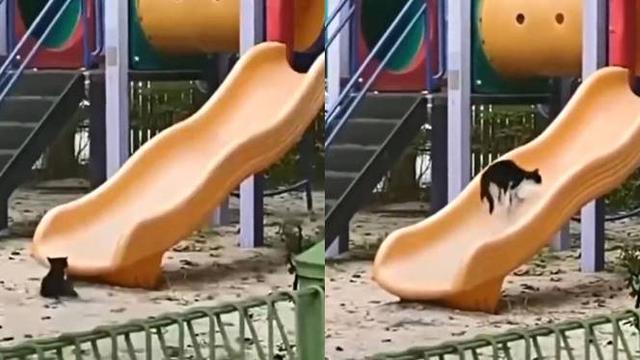 Kocak Kucing Main Perosotan Bak Anak Kecil, Aksinya Bikin Bahagia